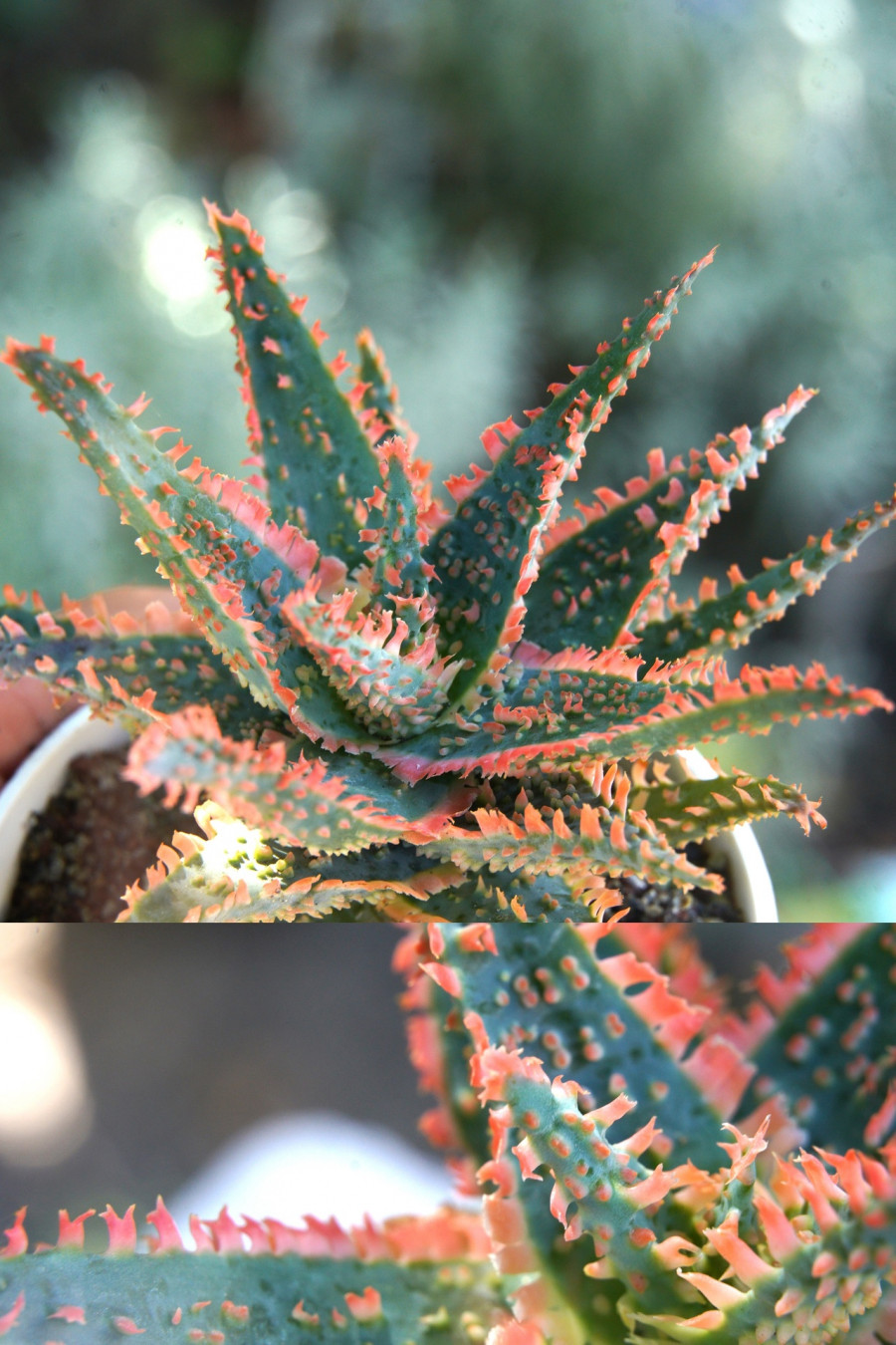 Aloe.space